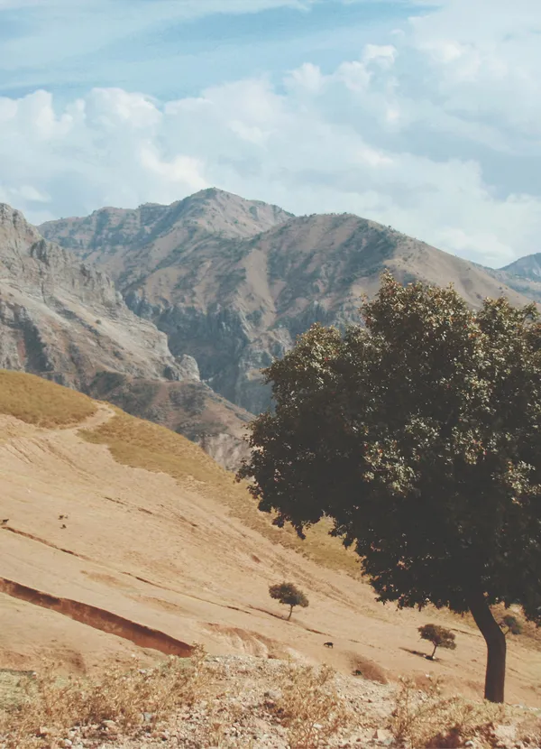 Trees standing on a mountain hill with mountains and a blue sky with some clouds in the background.